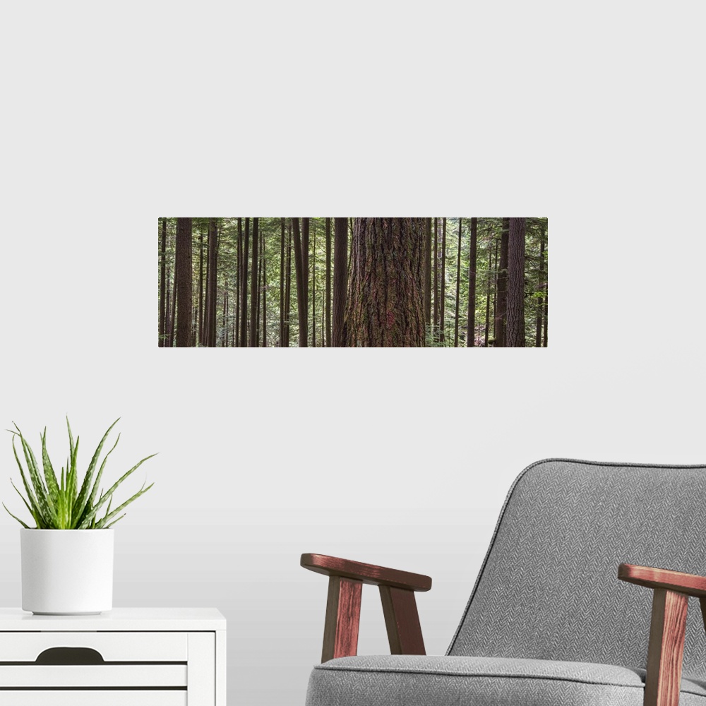 A modern room featuring Forest On The Hillside Of Grouse Mountain, North Vancouver, British Columbia, Canada