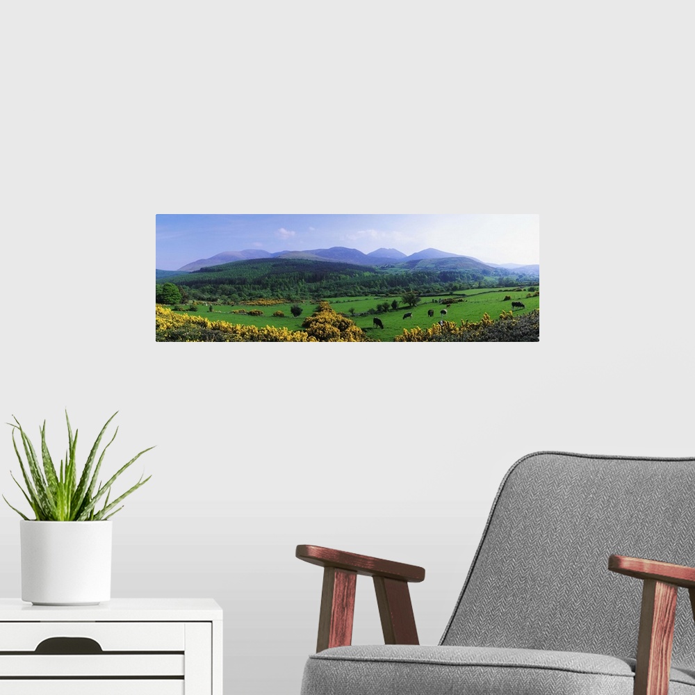 A modern room featuring Mourne Mountains, County Down, Ireland, Grazing Animals