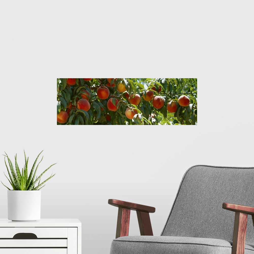 A modern room featuring Ripe peaches on the tree, ready for harvest, Fresno County, California