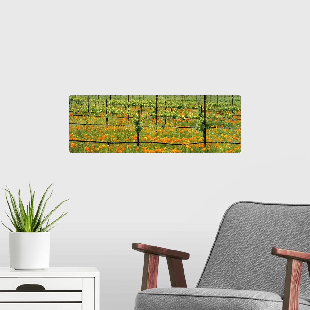 A modern room featuring Wine grape vineyard in early Spring