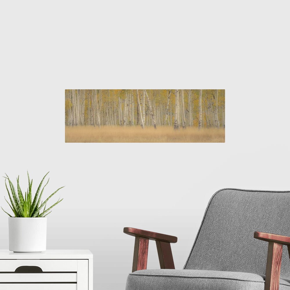 A modern room featuring A photograph of a straight on view of a forest of Aspens in fall foliage.
