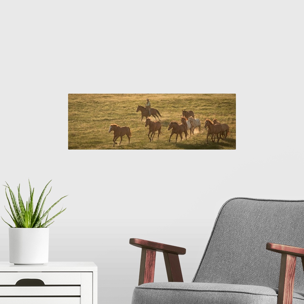 A modern room featuring Photograph of a cowgirl on horseback herding horses through a field.
