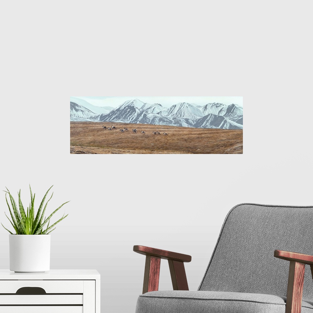 A modern room featuring A group of caribou makes its way across a fall field.