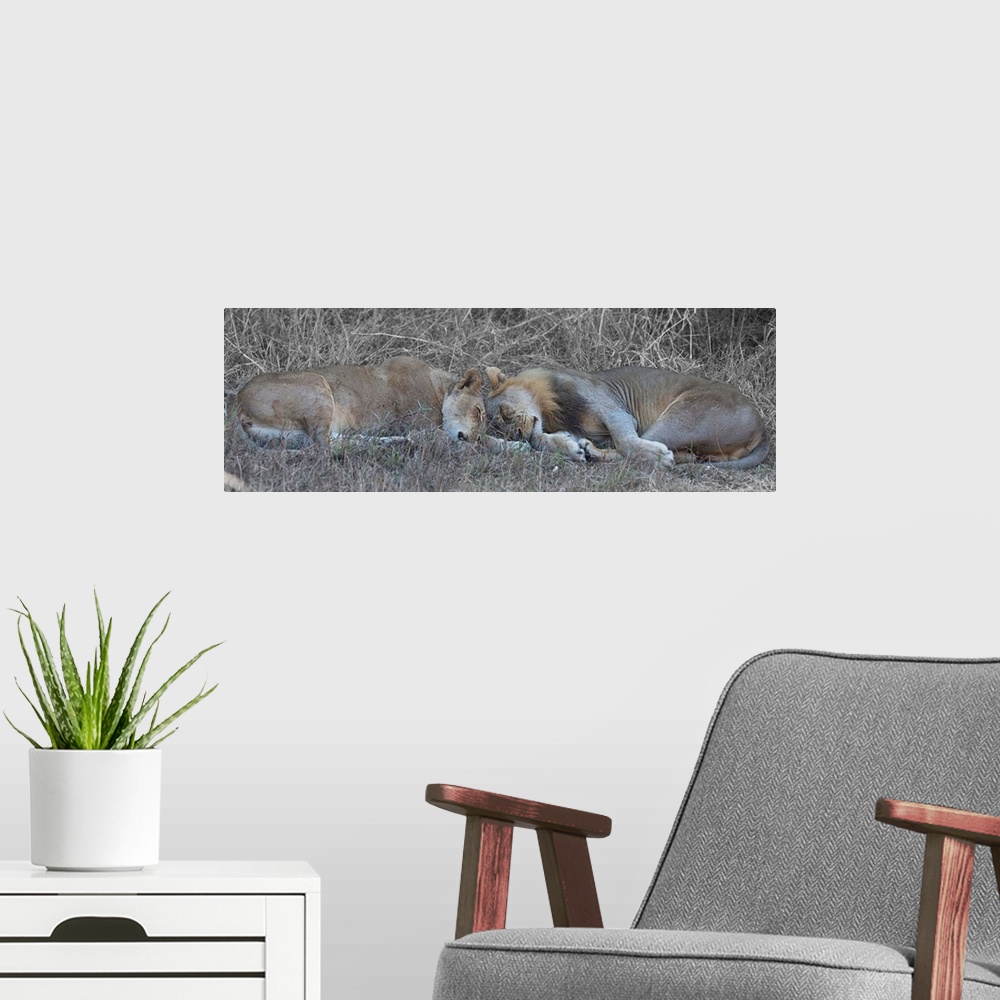 A modern room featuring Panoramic photograph of a lion and lioness sleeping on the ground head to head.
