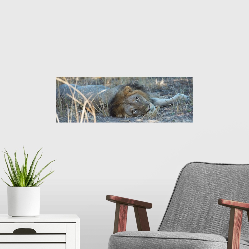 A modern room featuring Panoramic photograph of a lion laying down and looking at the camera.
