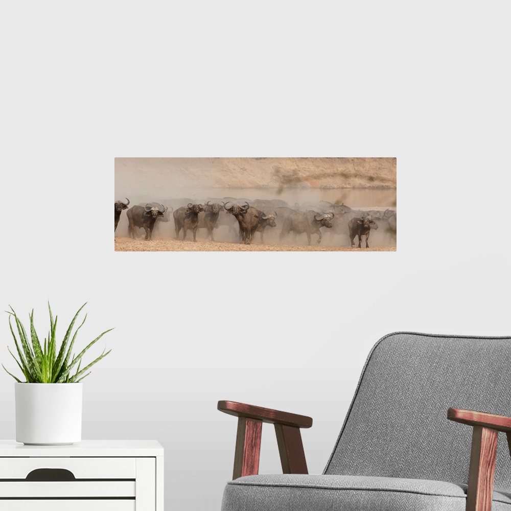 A modern room featuring Panoramic photograph of herding buffalo surrounded by dust.