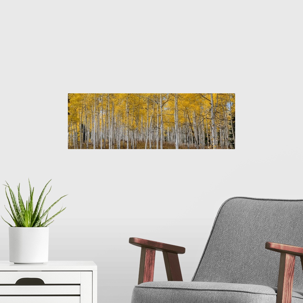 A modern room featuring Aspen grove in fall glows in this image. Rocky Mountains, Colorado, USA.