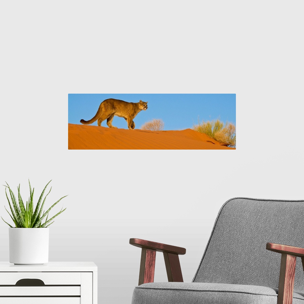 A modern room featuring Mountain Lion (Felis concolor) crossing sand dunes in Monument Valley, Arizona, USA.