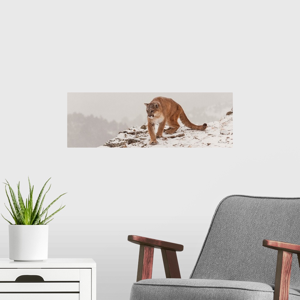 A modern room featuring Mountain Lion (Felis concolor) on mountain cliff near Bozeman Montana, USA.
