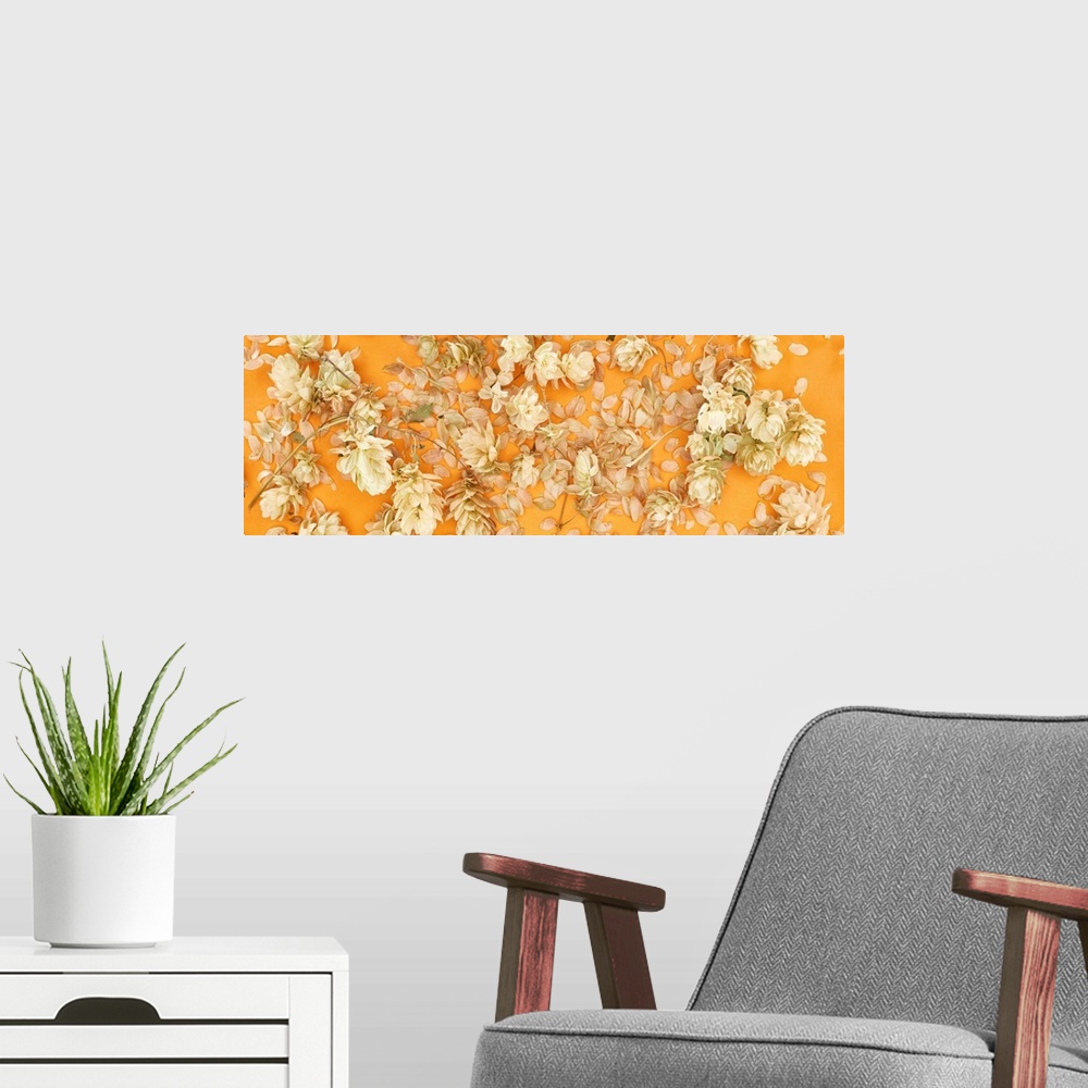A modern room featuring Panoramic shot of scattered dry hops near petals on yellow background.