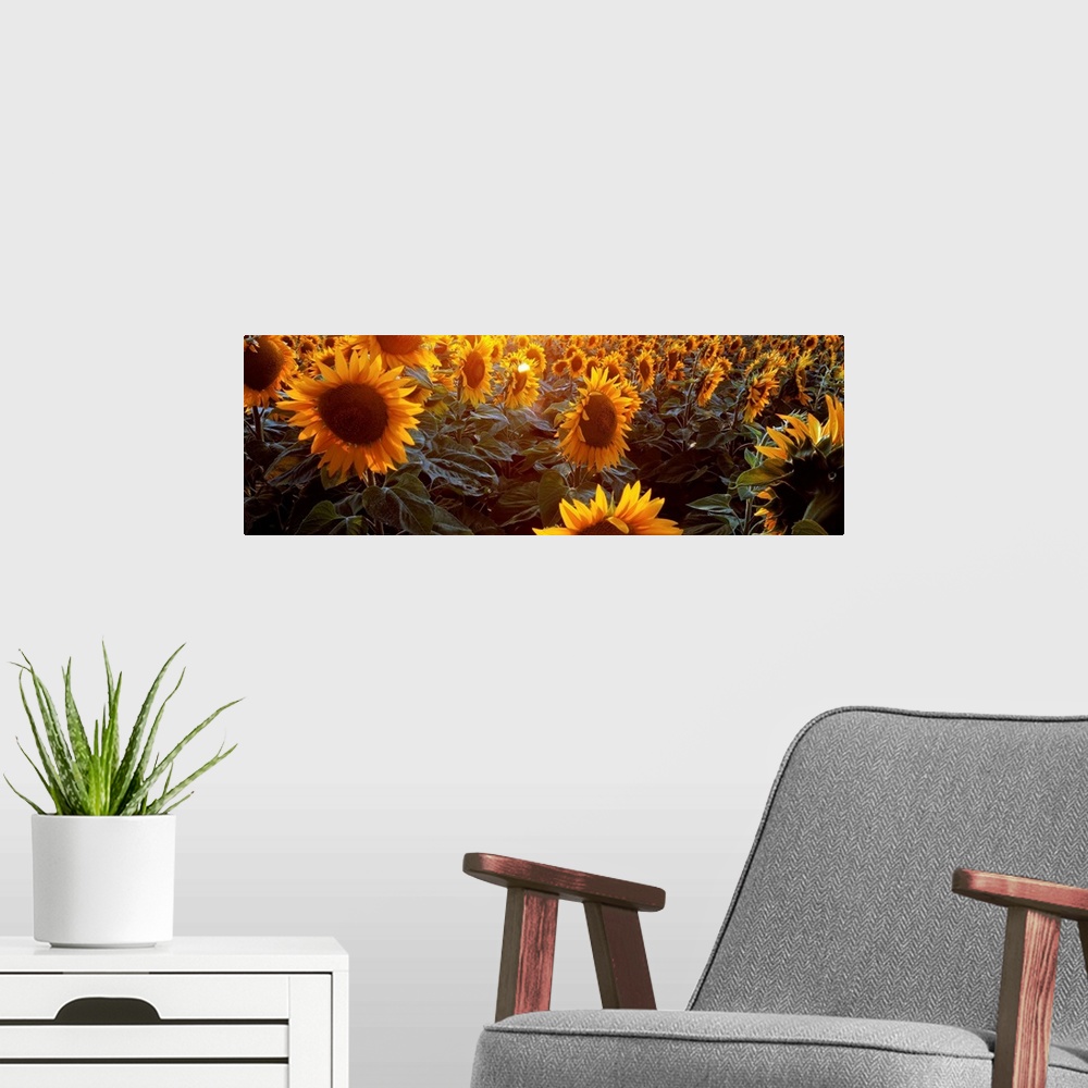 A modern room featuring Italy, Emilia-Romagna, Sunflowers