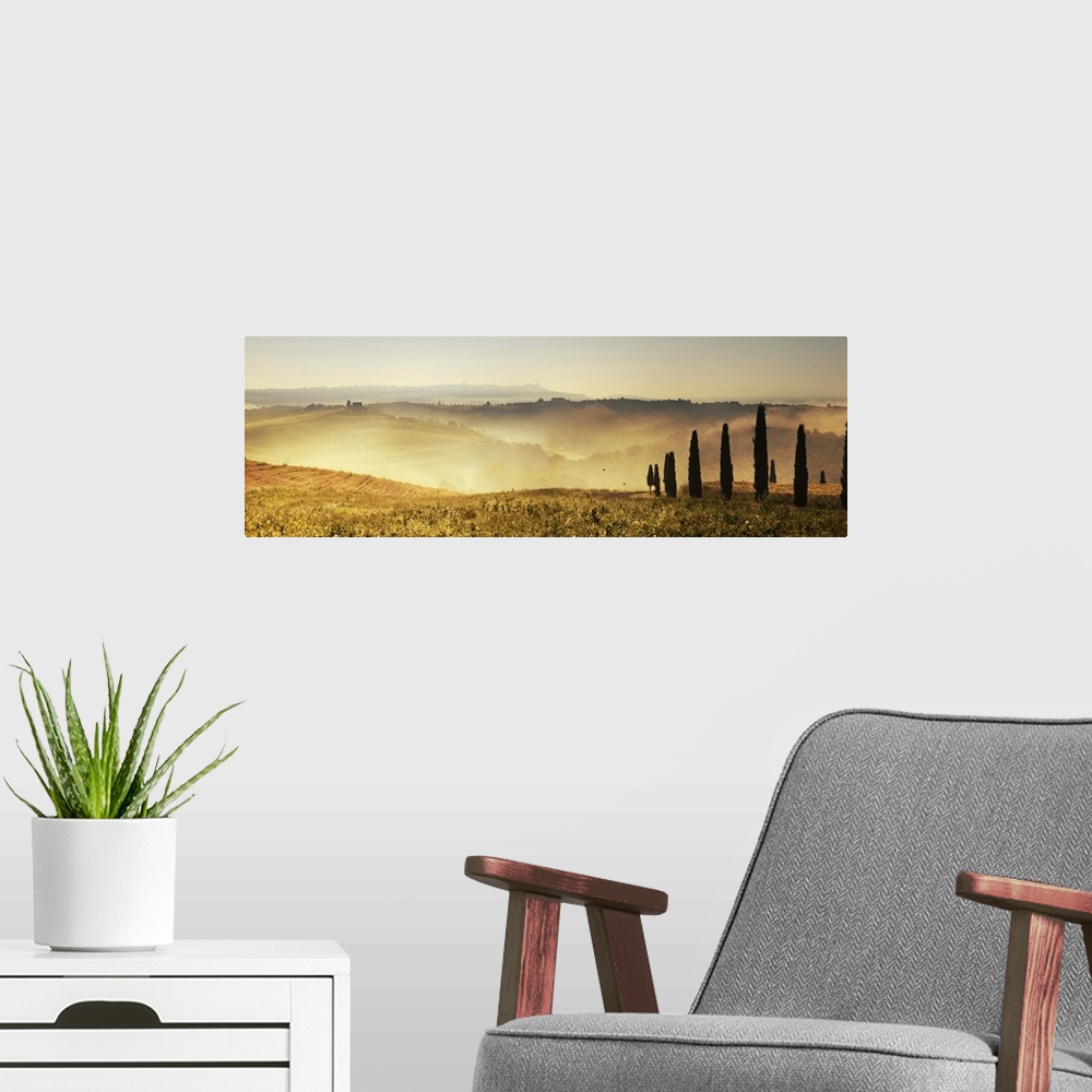 A modern room featuring Italy, Tuscany, Pienza, Cypresses along a hill at sunrise