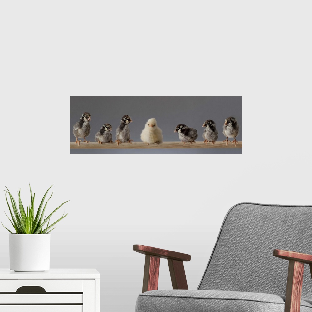 A modern room featuring 7 Baby Pet Chickens on a Perch all Looking at the Odd Chicken, 4 days old, Buff Polish, Silver La...