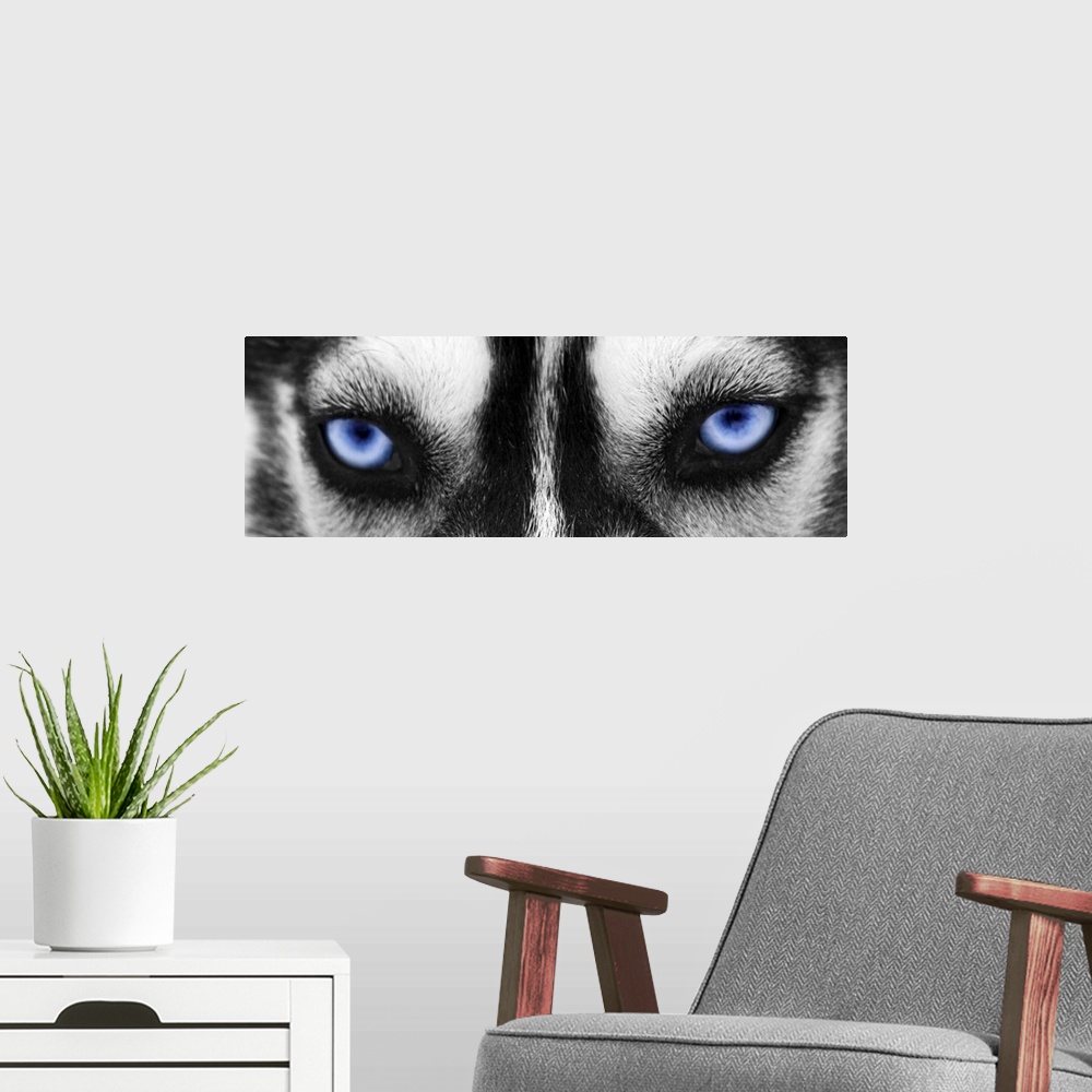 A modern room featuring Black and white close up image of the eyes of a husky with the eyes colored blue.