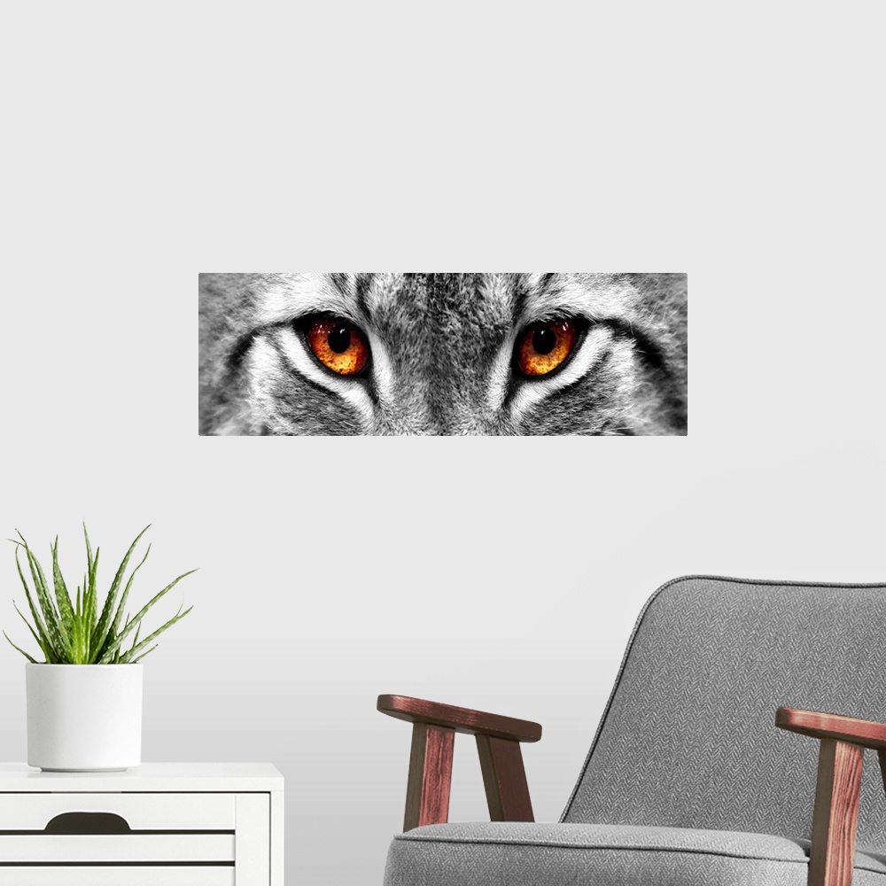 A modern room featuring Black and white close up image of the eyes of a lynx with the eyes colored brown.