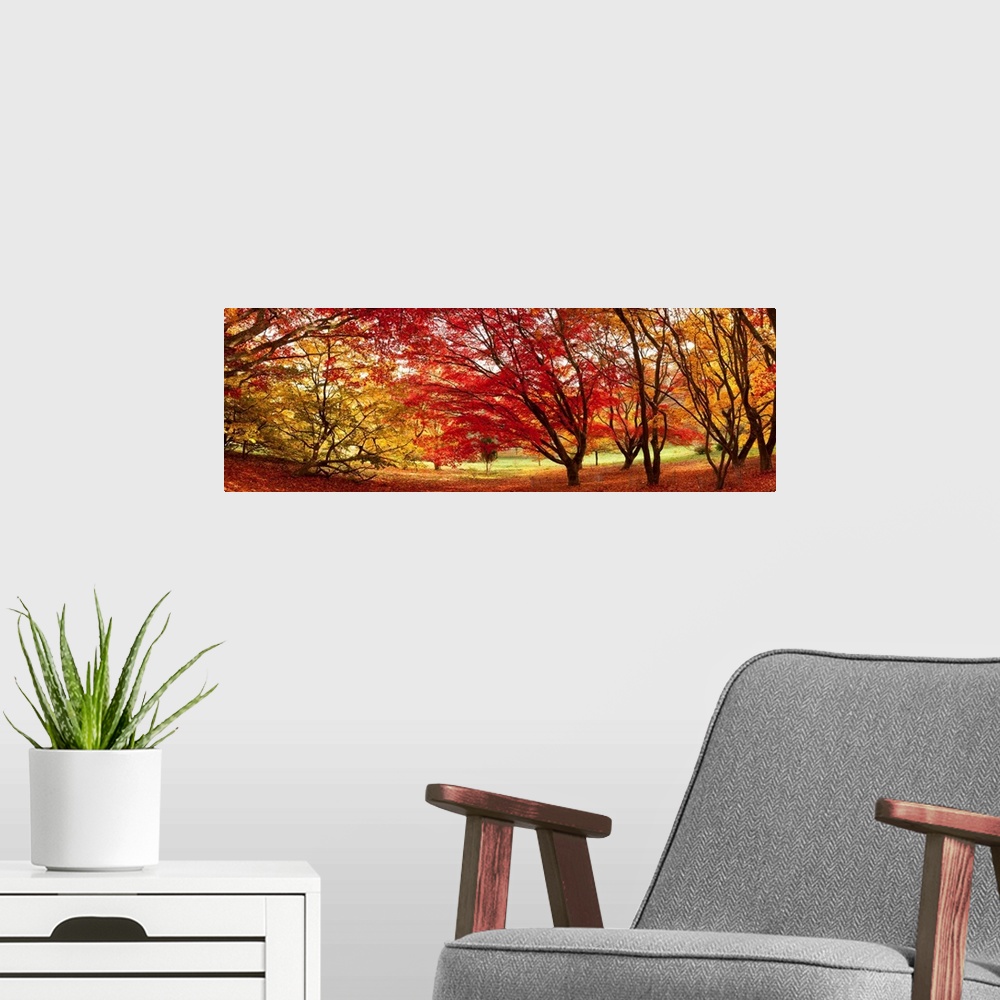 A modern room featuring Panoramic art work of trees clustered together and creating a dome from their fall foliage and br...