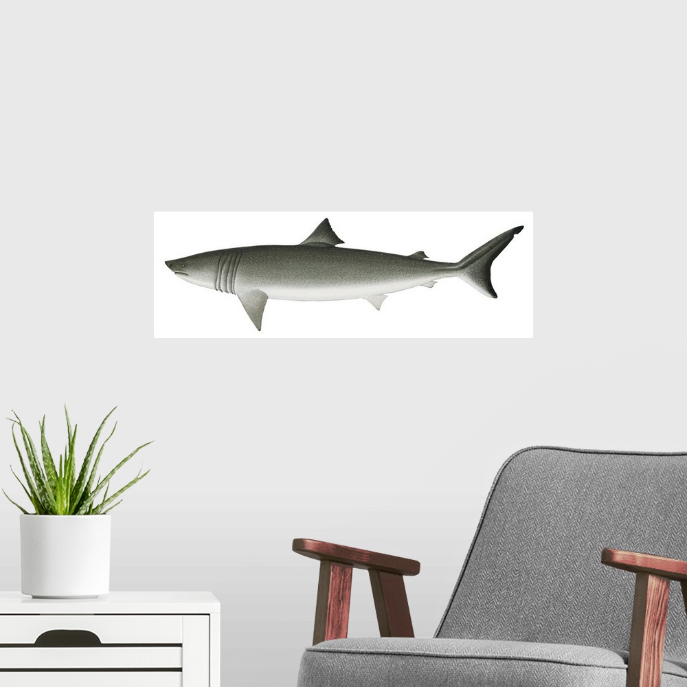 A modern room featuring Basking Shark (Cetorhinus Maximus)