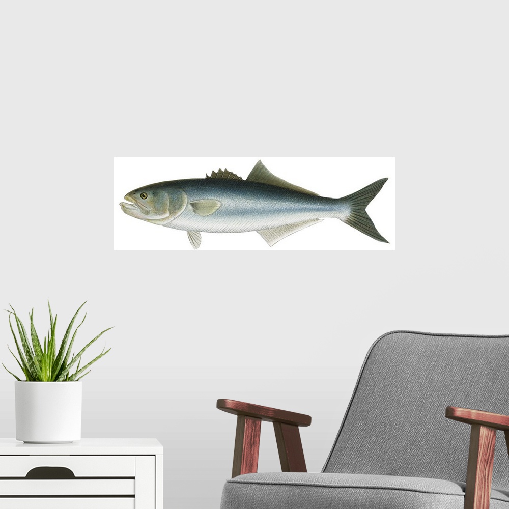 A modern room featuring Bluefish (Pomatomus Saltatrix)