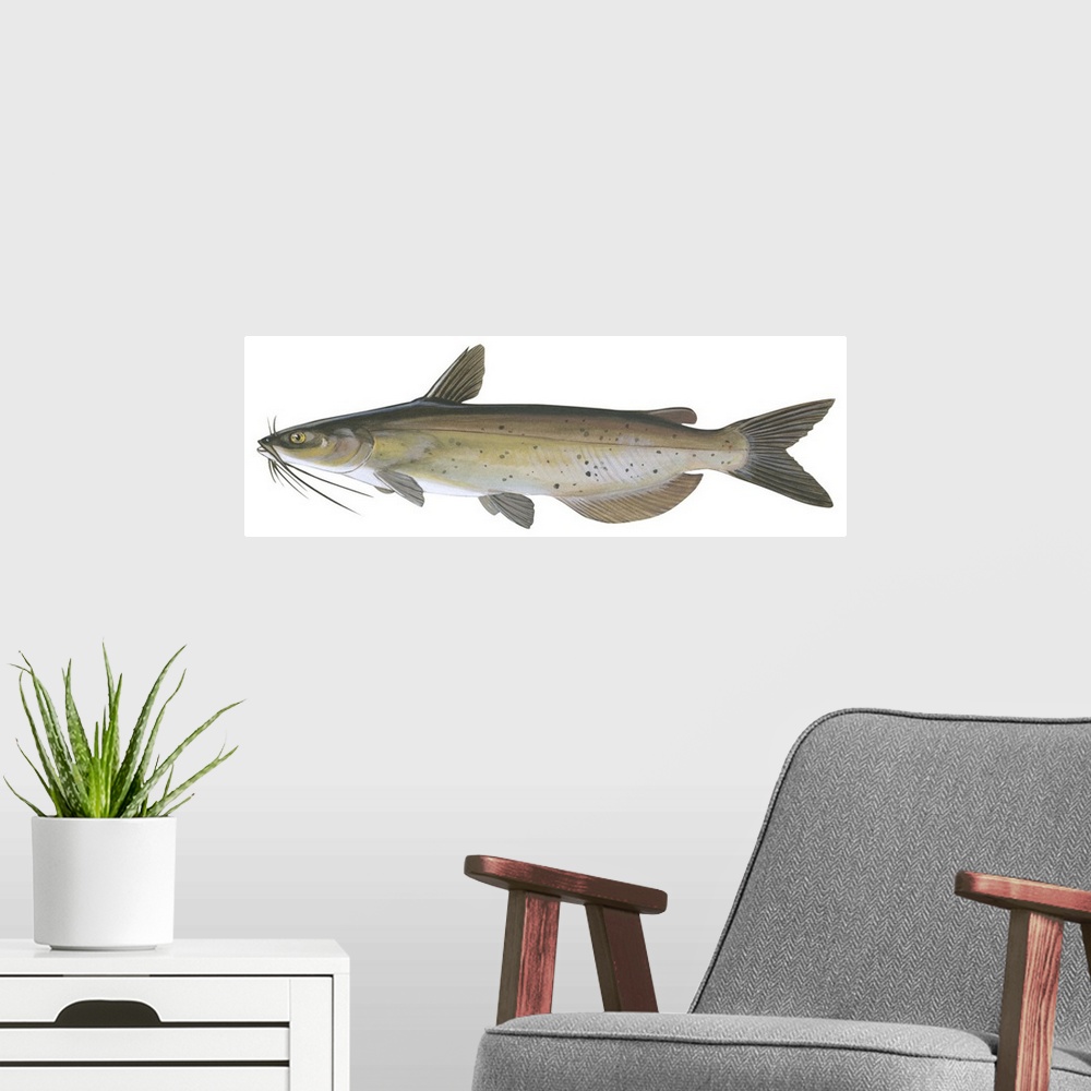 A modern room featuring Channel Catfish (Ictalurus Punctatus)