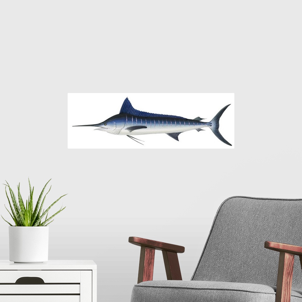 A modern room featuring Striped Marlin (Kajikia Audax)