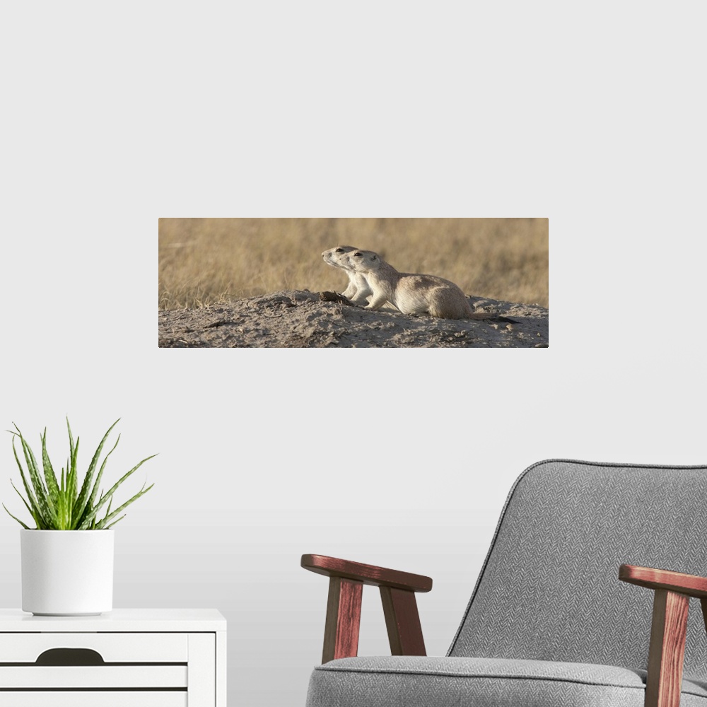 A modern room featuring Prairie Dog (Cynomys sp) pair, Grasslands National Park, Saskatchewan, Canada