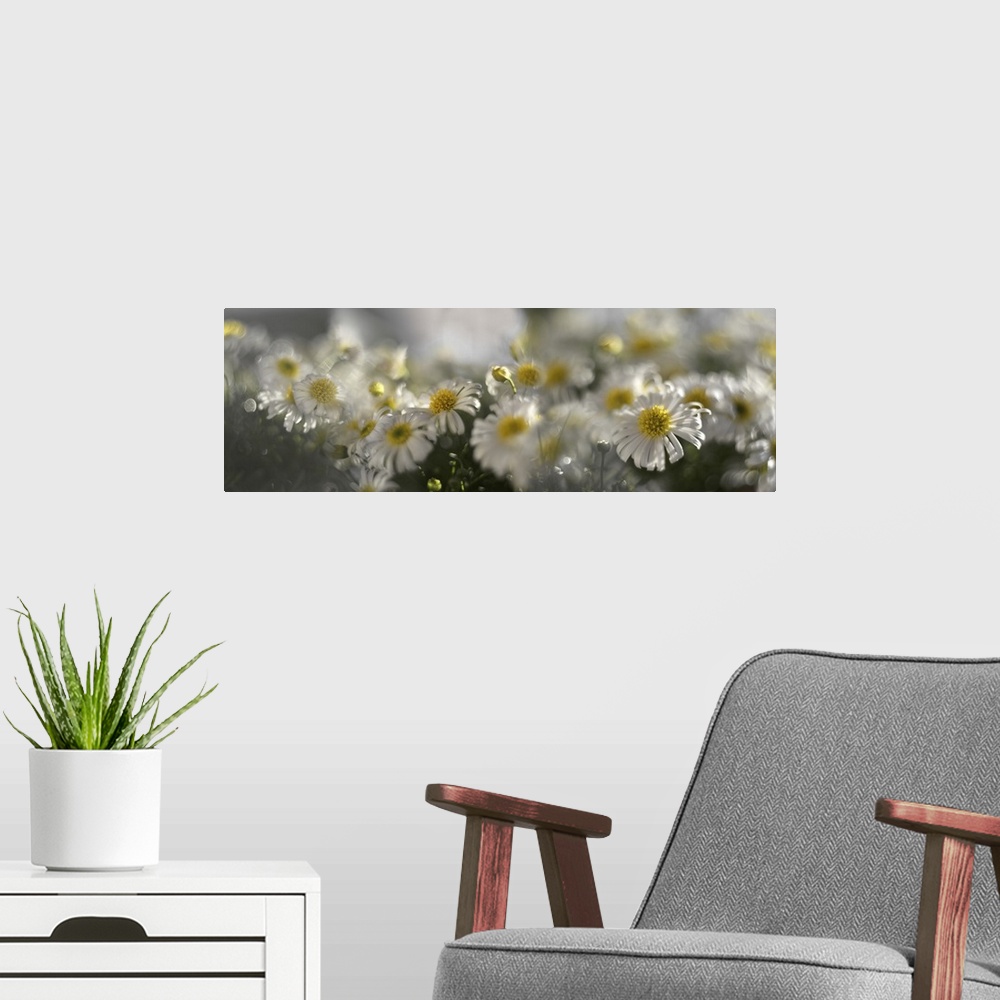 A modern room featuring Several photos of flowering daises blended together.