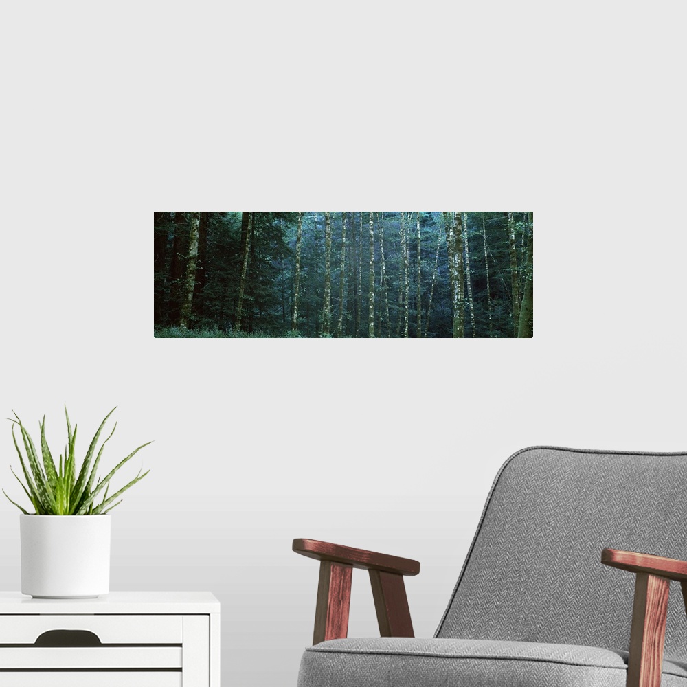A modern room featuring Alders among the redwoods, Mendocino County, California, USA