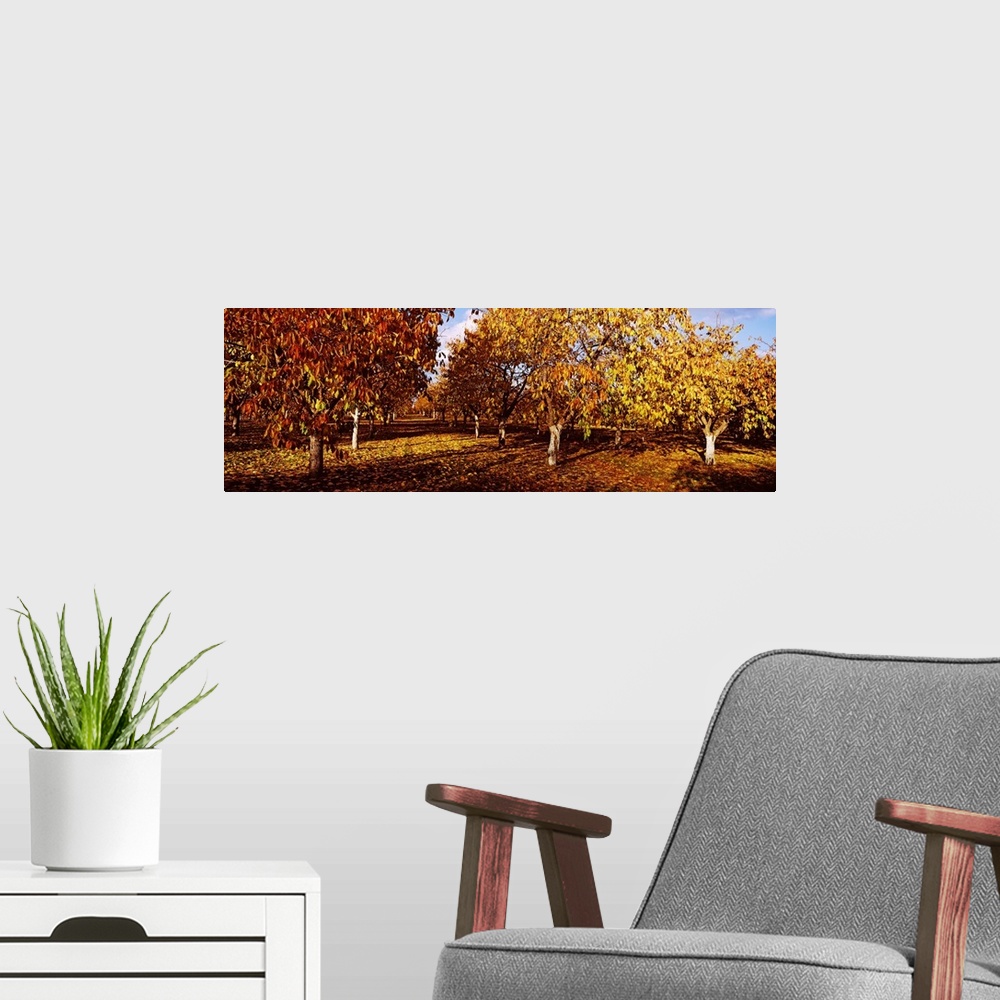A modern room featuring Almond Trees during autumn in an orchard, California