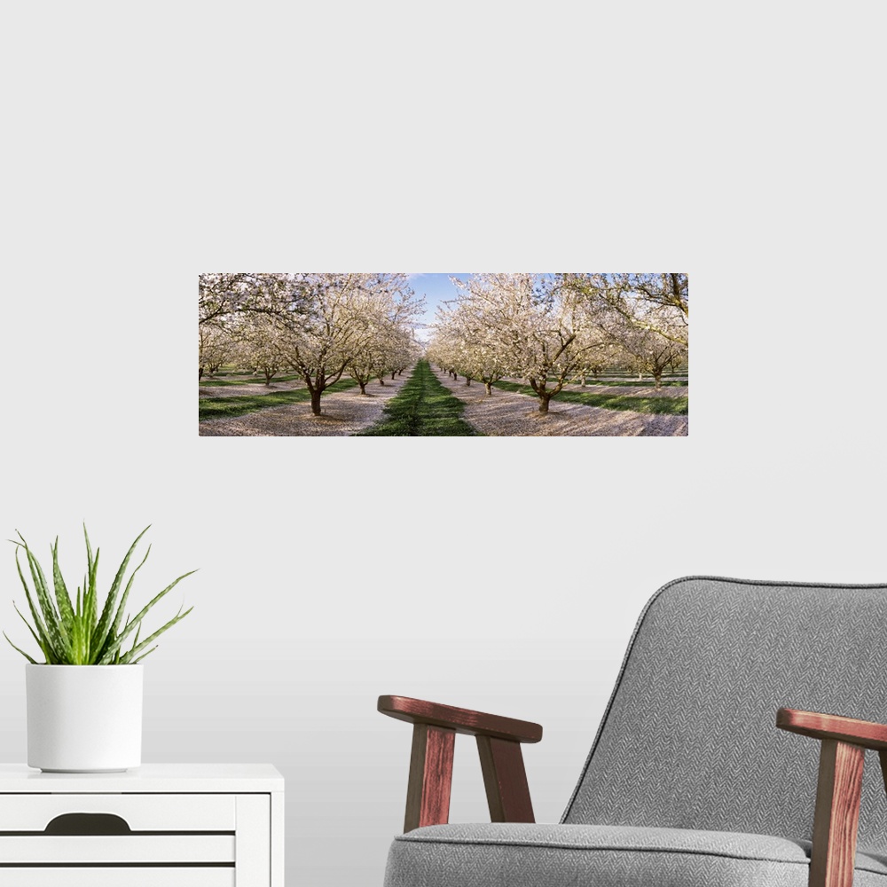 A modern room featuring Almond trees in an orchard, Central Valley, California,