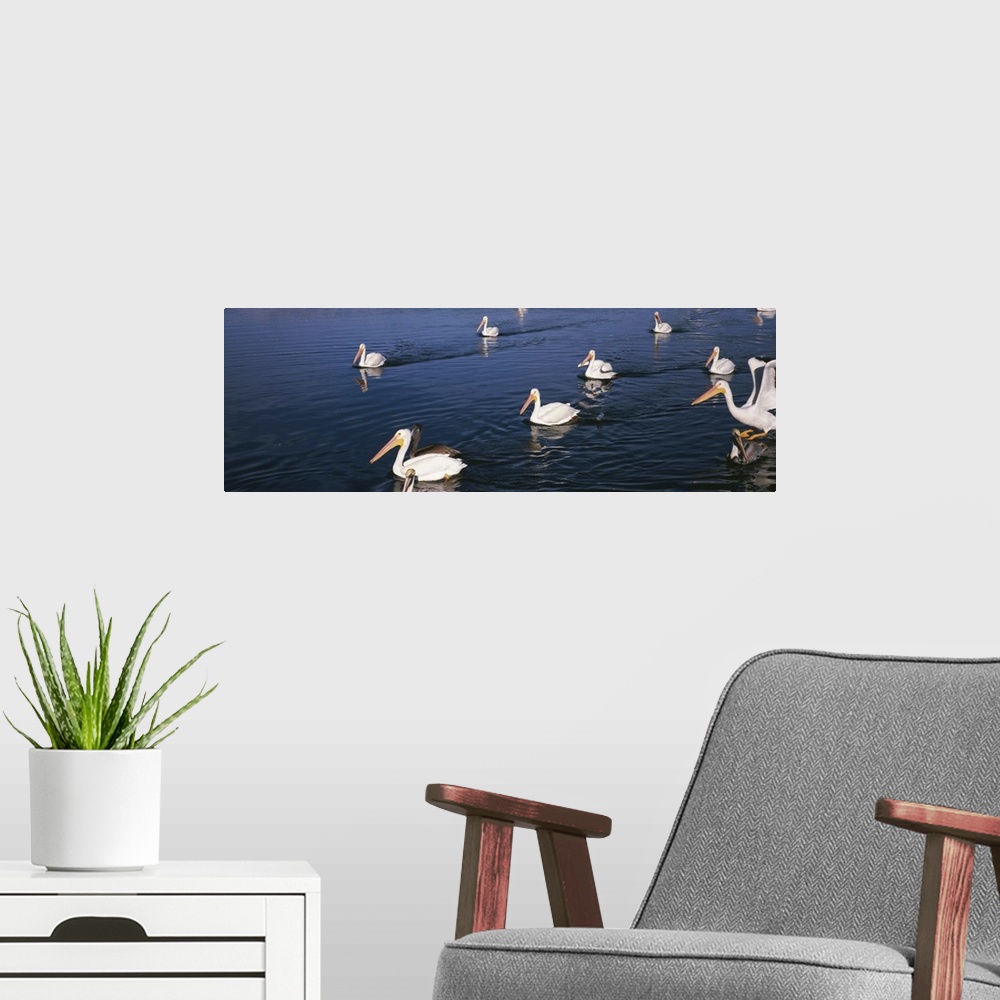 A modern room featuring American White pelicans Pelecanus erythrorhynchos in a lake Florida