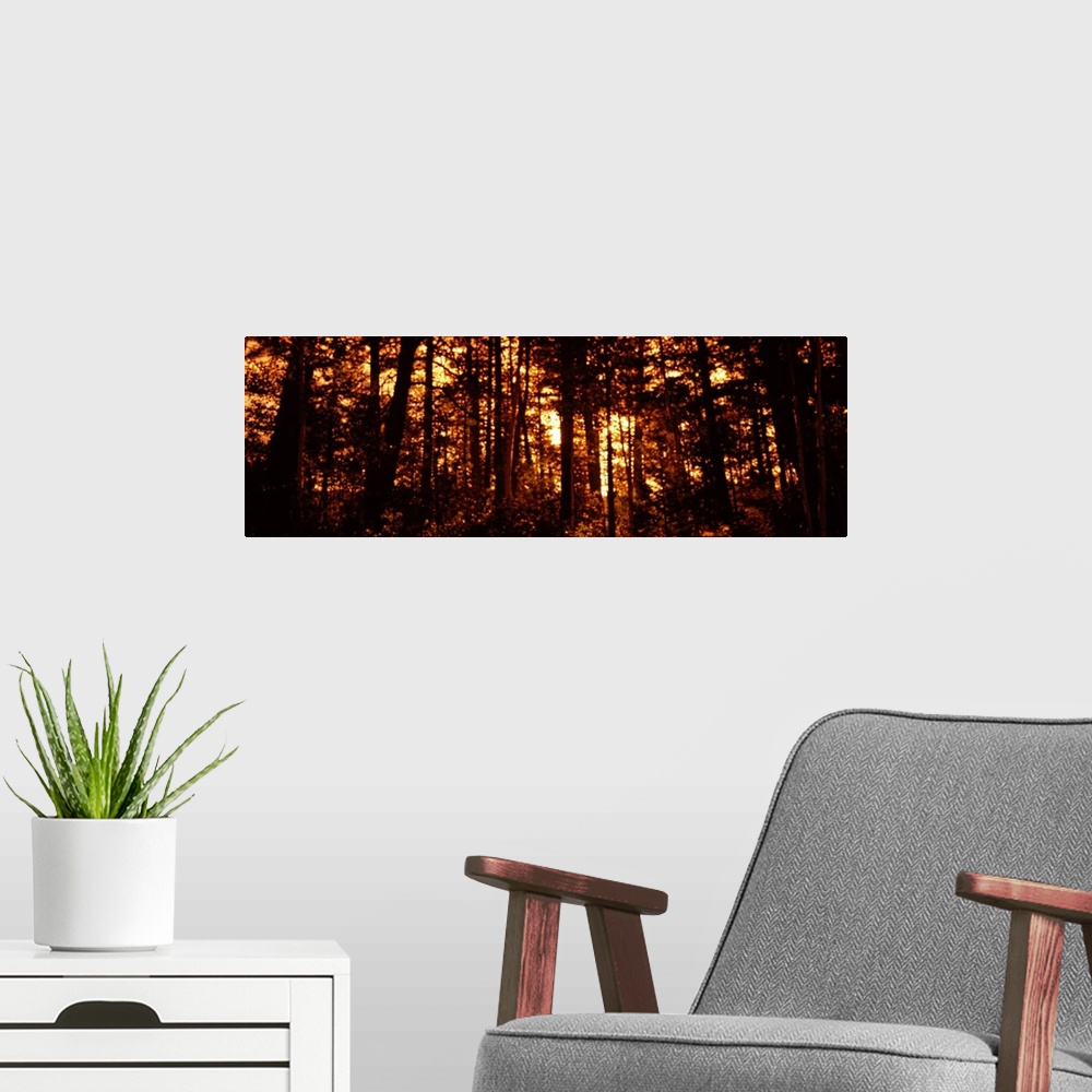A modern room featuring Panoramic photograph on a giant canvas, of a dense forest of silhouetted aspen trees in front of ...