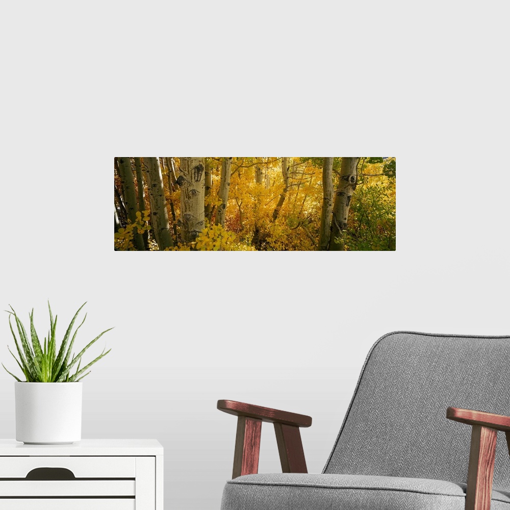 A modern room featuring This nature photograph comes on a panoramic shaped wall decoration is a close up of tree trunks i...