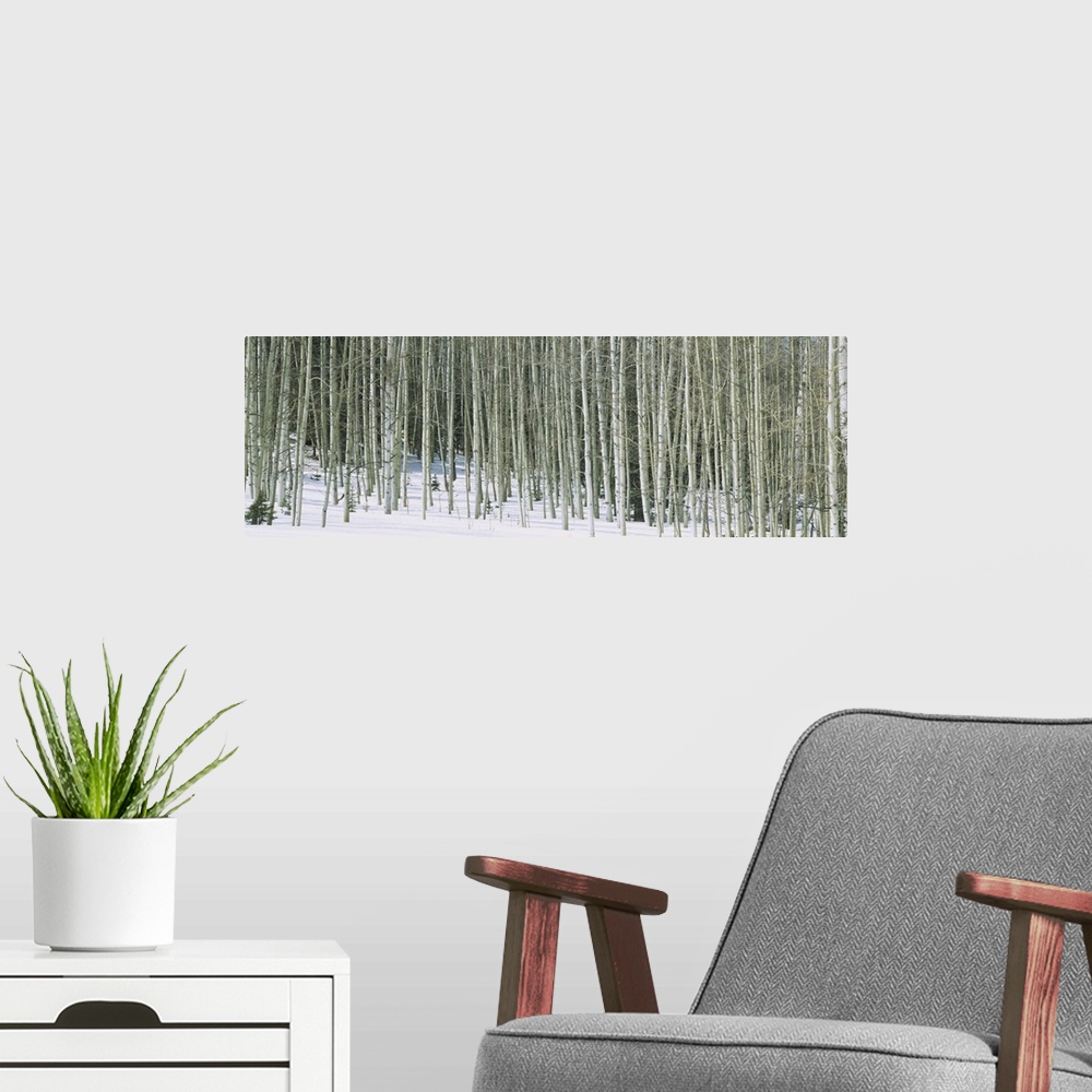 A modern room featuring Panoramic image of stark aspen trees in the snow in winter in Chama, New Mexico.