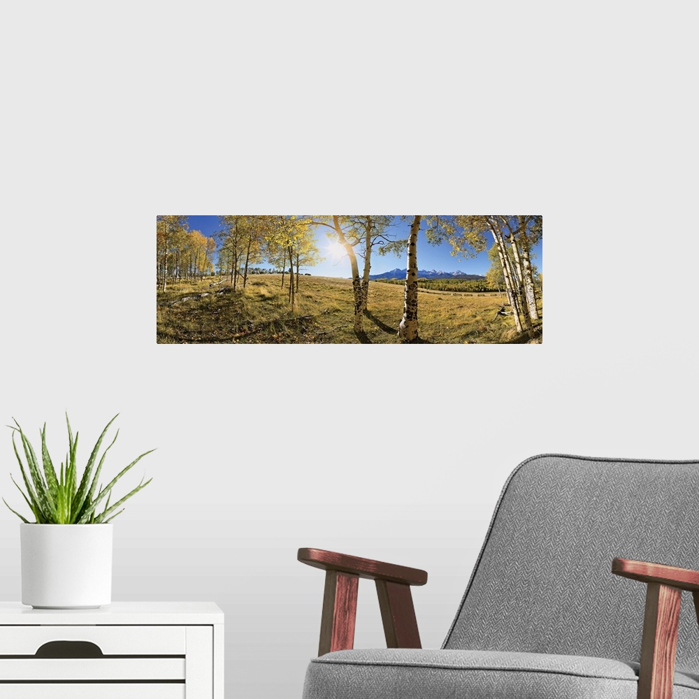 A modern room featuring Panoramic photograph on a giant canvas of aspen trees with golden foliage, at the edge of a fores...