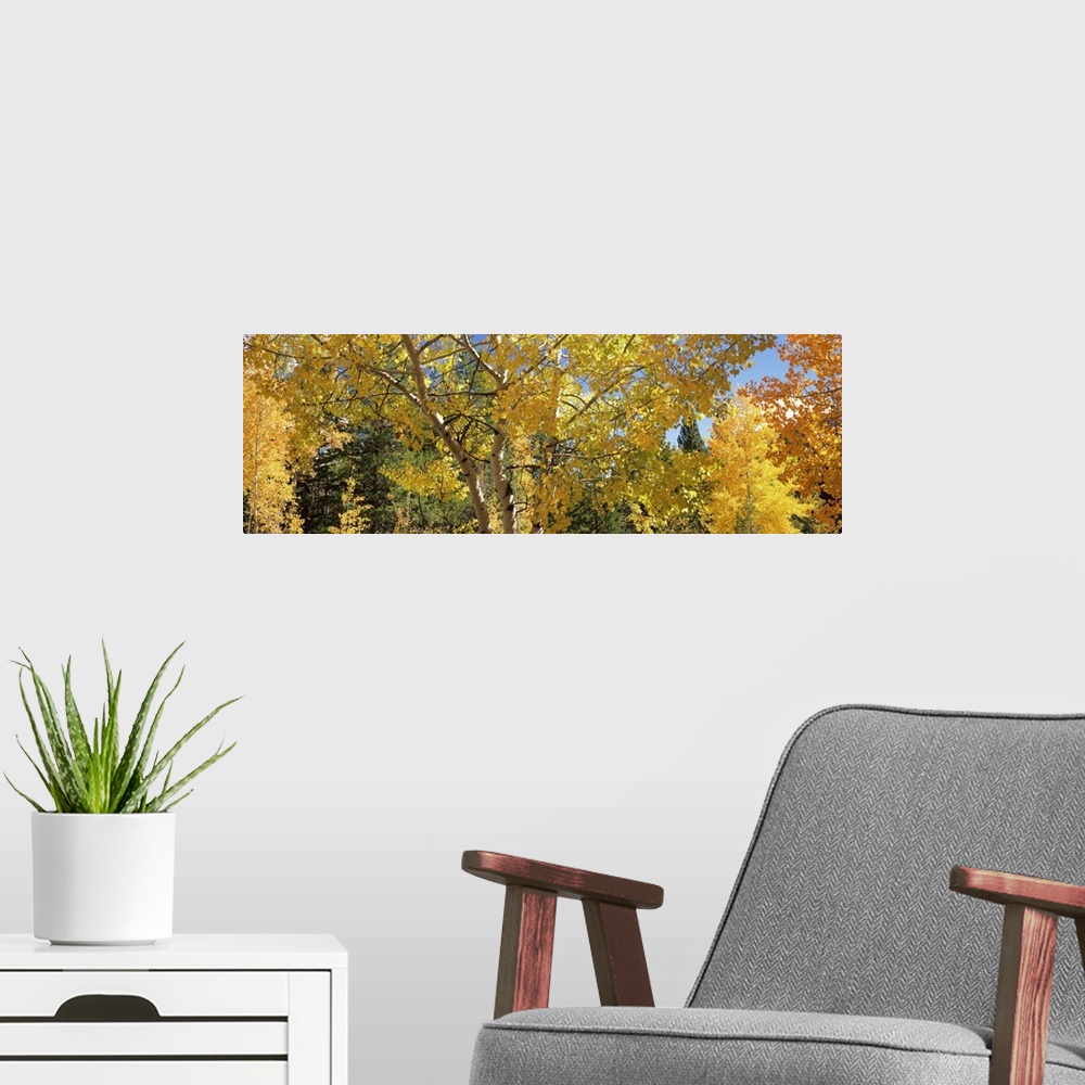 A modern room featuring Aspen trees in autumn, Colorado,