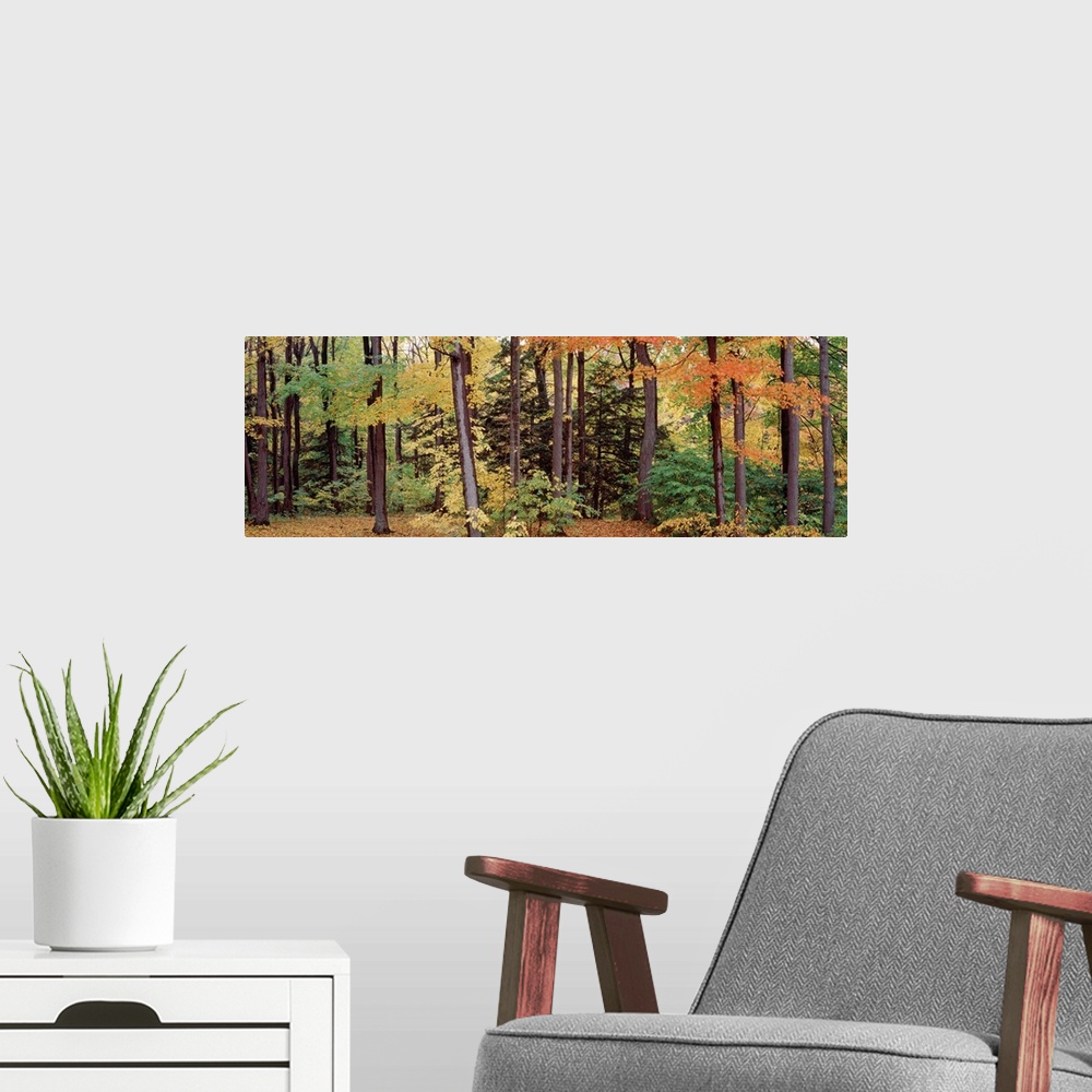 A modern room featuring Autumn trees in a forest, Chestnut Ridge Park, New York