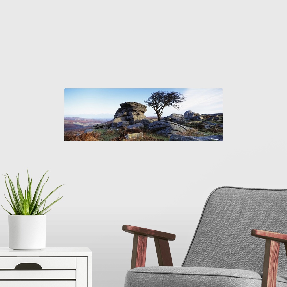 A modern room featuring Bare tree near rocks, Haytor Rocks, Dartmoor, Devon, England