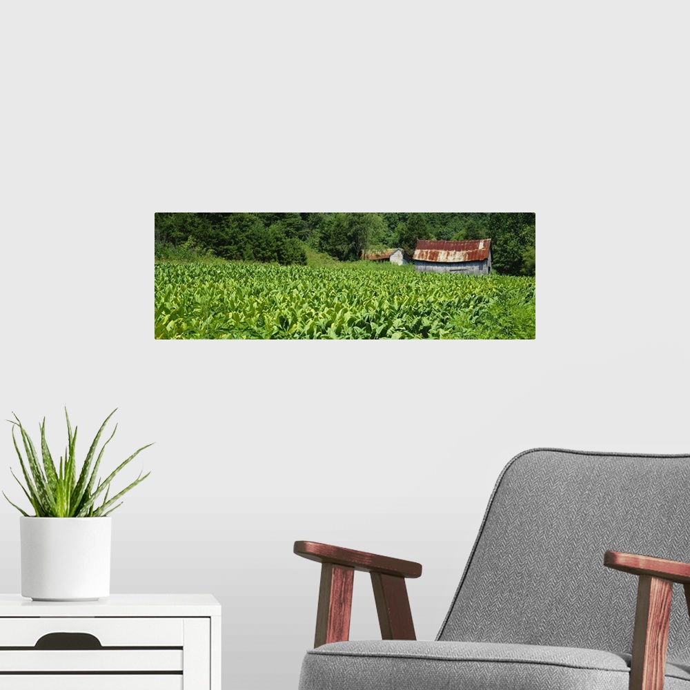 A modern room featuring Barn in a tobacco field, Kentucky