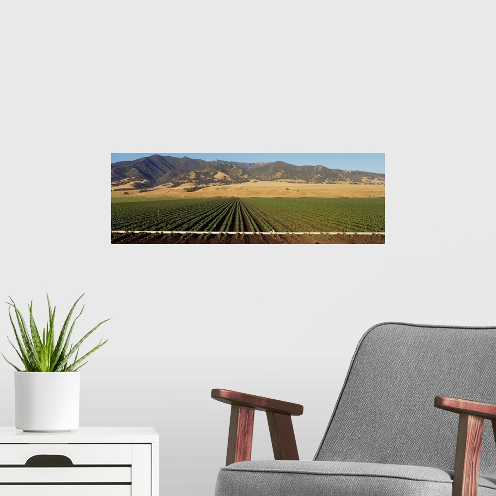 A modern room featuring Bean Field Salinas Valley CA