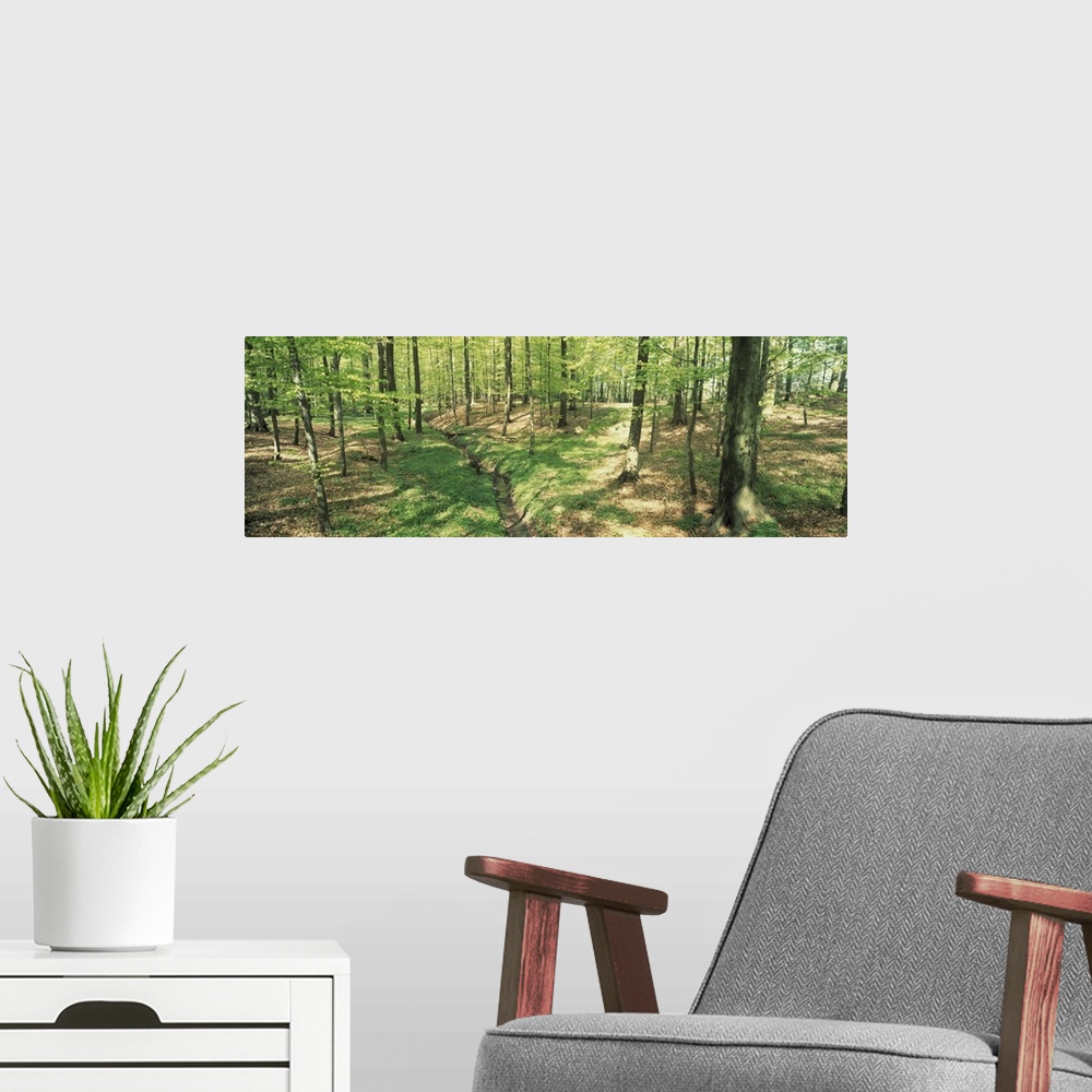 A modern room featuring Beech Forest