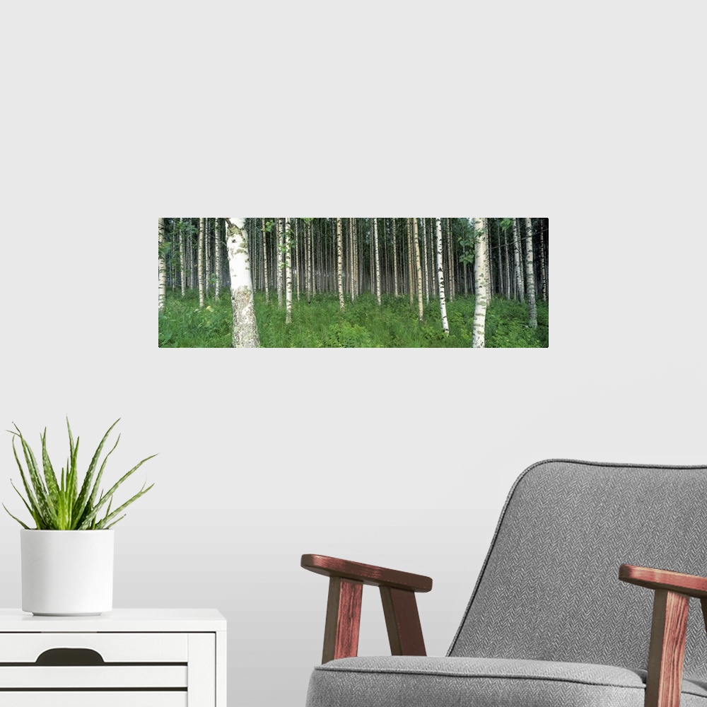 A modern room featuring Birch Trees Saimma Lakelands Finland