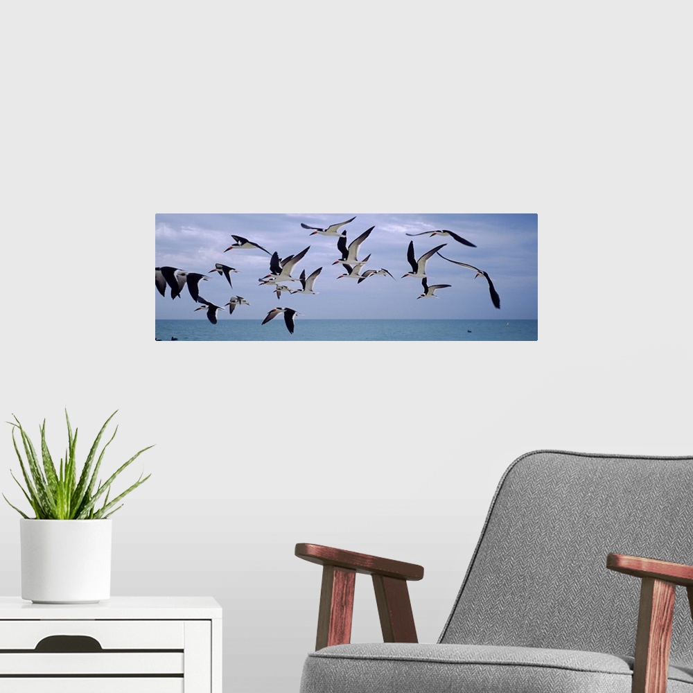 A modern room featuring Black skimmers (Rynchops niger) flying over the beach, Nokomis Beach, Casey Key, Nokomis, Sarasot...