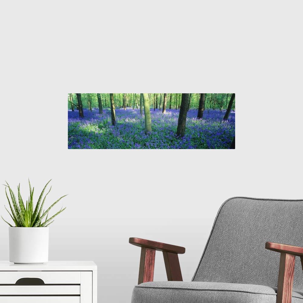 A modern room featuring Giant, horizontal photograph of a forest of bluebell flowers surrounding many trees in Charfield,...