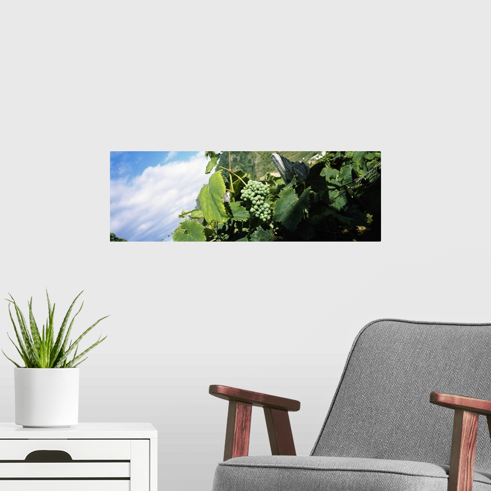 A modern room featuring Bunch of grapes in a vineyard, Sao Miguel, Ponta Delgada, Azores, Portugal