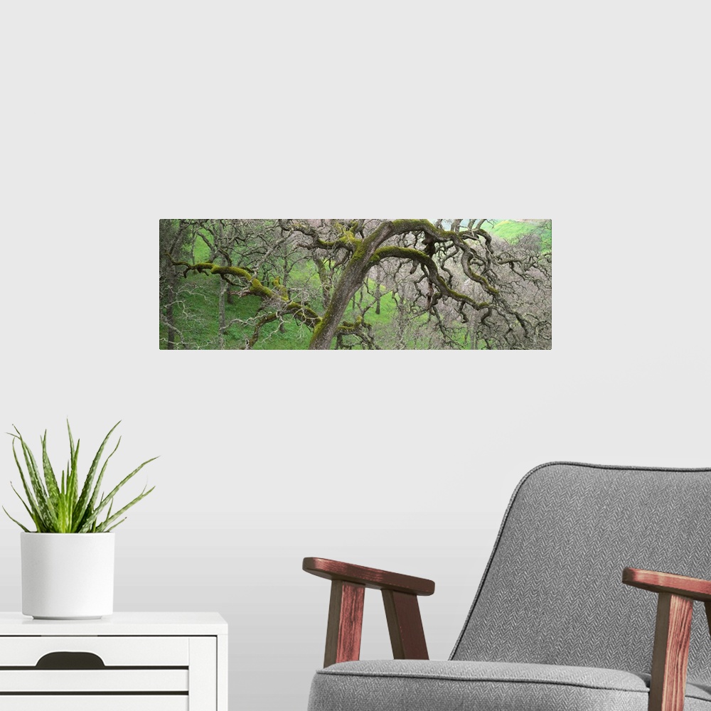A modern room featuring California, Black oak tree in the tropical forest
