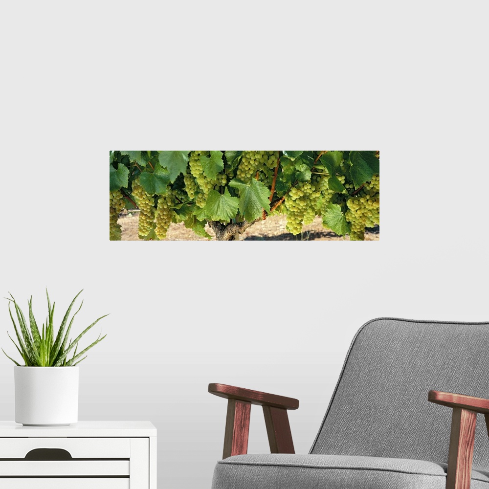 A modern room featuring Panoramic shaped wall art for wine aficionados, wine shops, or vineyards this long wall hanging i...