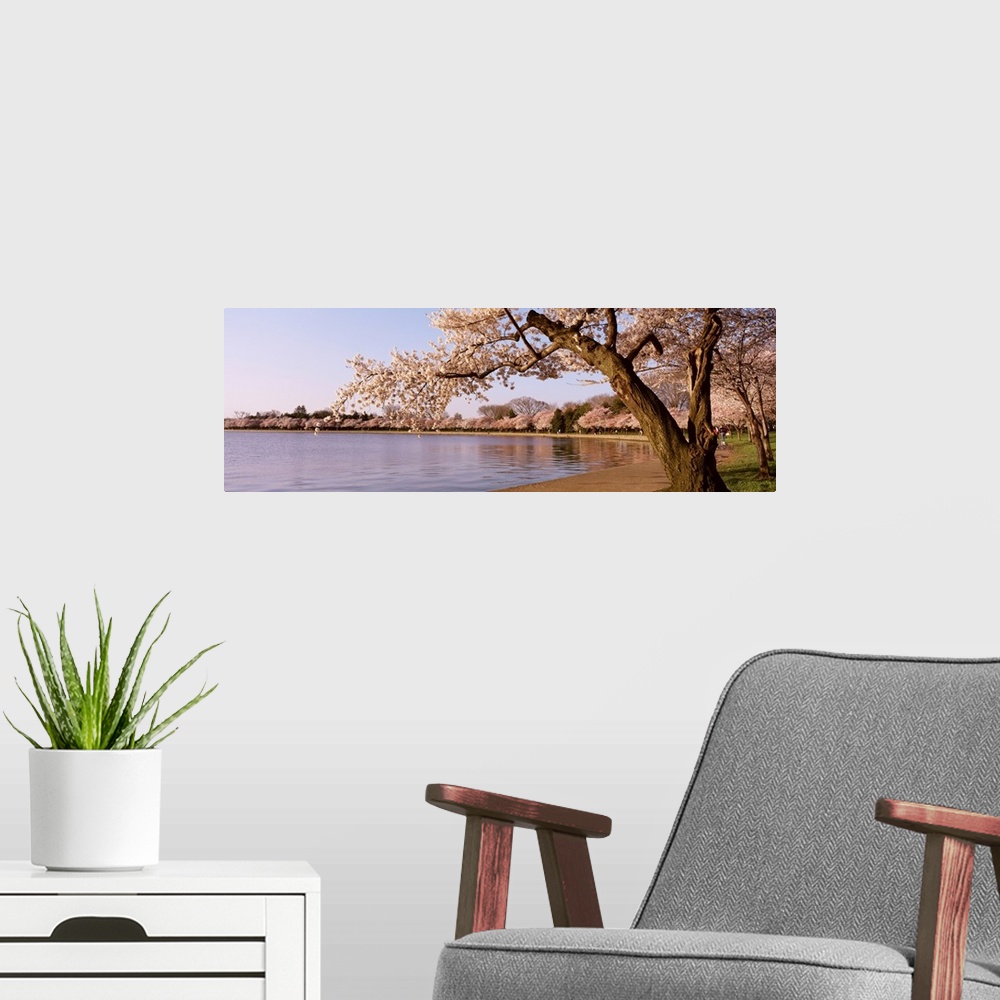 A modern room featuring Panoramic photograph of water lined with huge flowering trees.