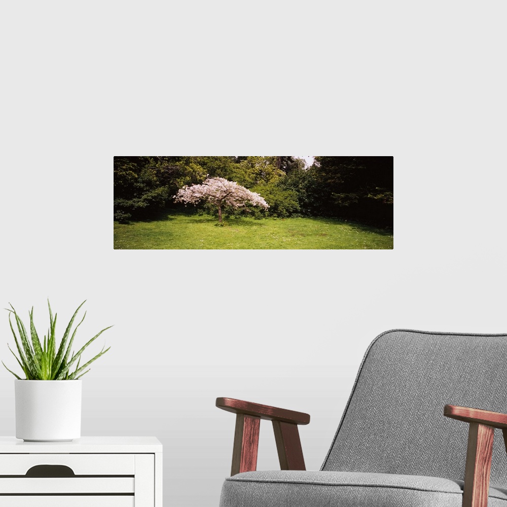 A modern room featuring Cherry Blossom tree in a park, Golden Gate Park, San Francisco, California