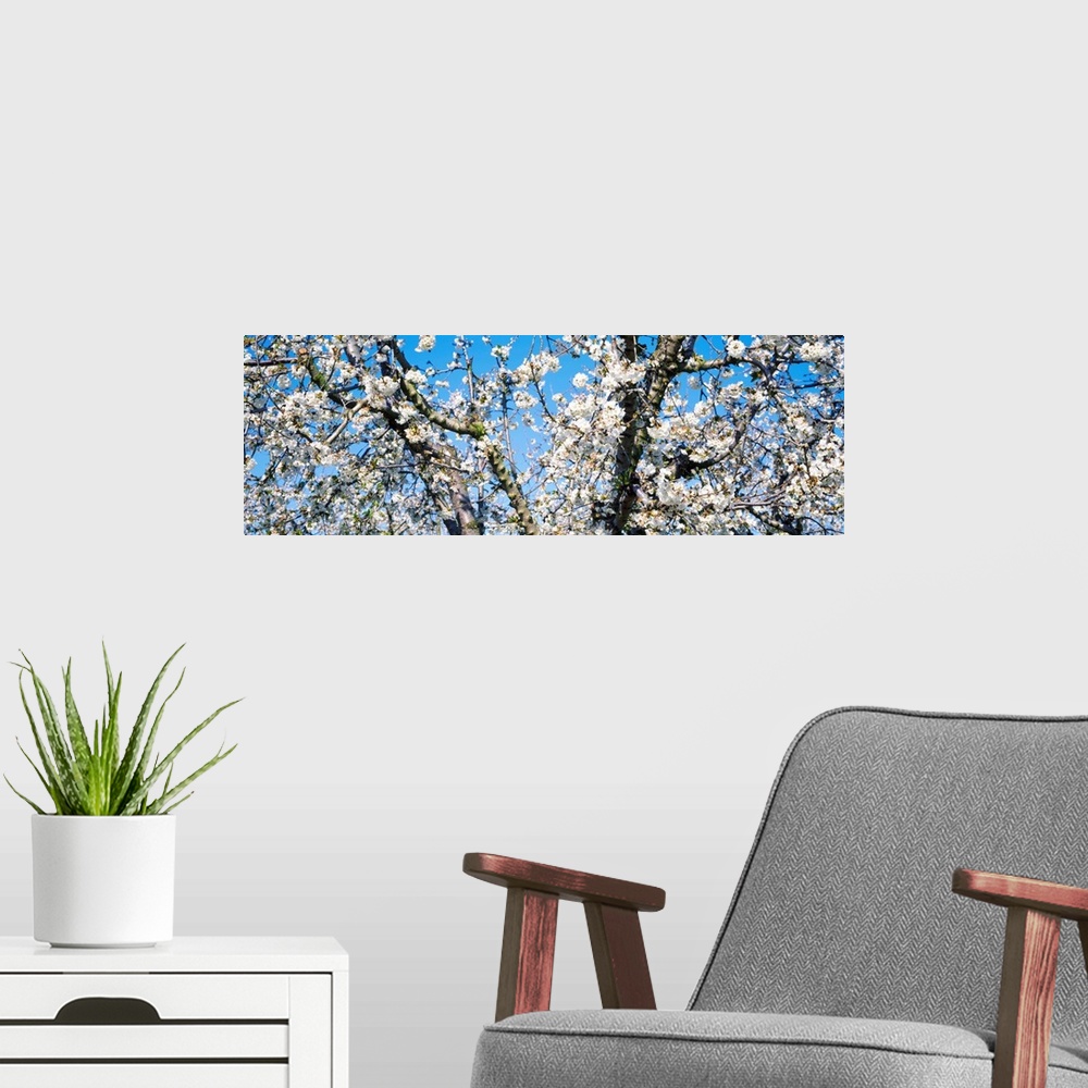 A modern room featuring Cherry Blossoms CA