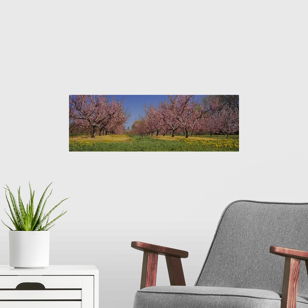 A modern room featuring Cherry trees in an orchard, South Haven, Michigan